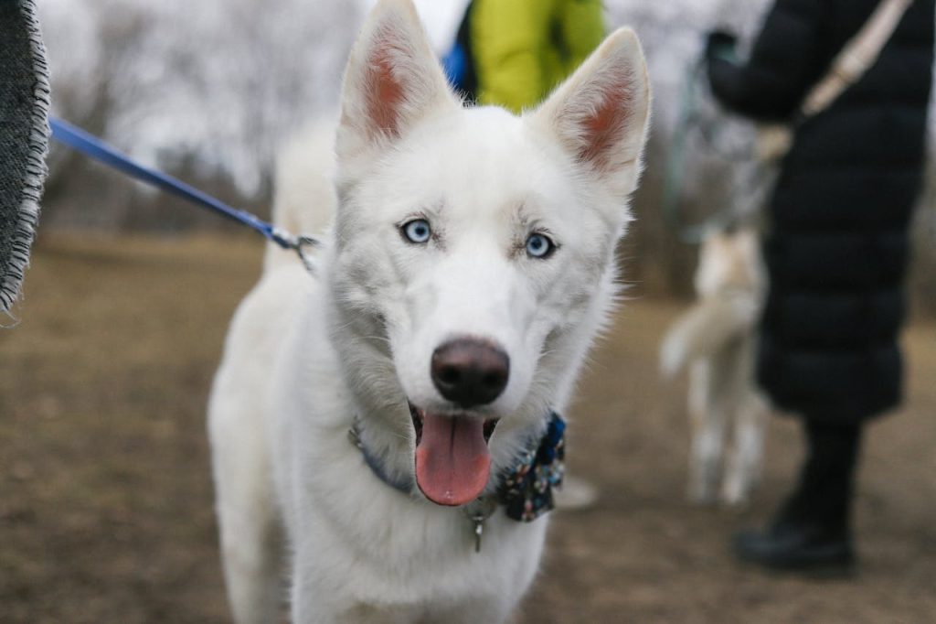playful-white-siberian-husky-on-leash-outdoors-30108950 playful-white-siberian-husky-on-leash-outdoors-30108950